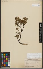 Foto von Salix waldsteiniana Willd.